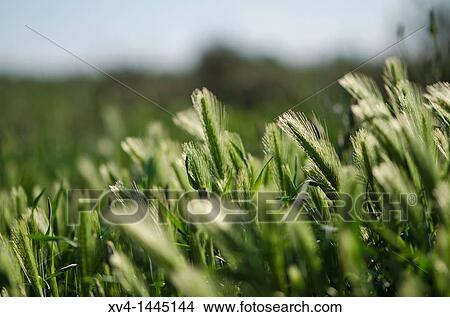 Agriculture in Mos Aragon, Spain View Large Photo Image Picture - Agriculture in Mos Aragon, Spain. Fotosearch