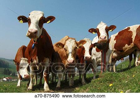 Agriculture of cows on a pasture (talking Holstein). View Large Photo Image Stock Image - Agriculture of cows on a pasture (talking Holstein).. Fotosearch