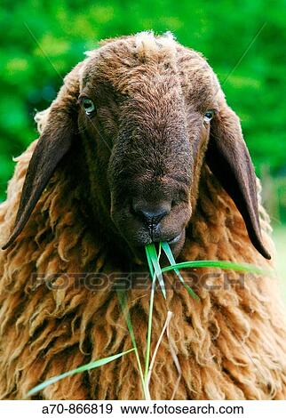 Agriculture sheep on a pasture View Large Photo Image Stock Photo - Agriculture sheep on a pasture. Fotosearch
