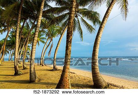 Stock Image - Aguja Island, San Blas archipelago, Kuna Yala Region, Panama, Central America, America. Fotosearch