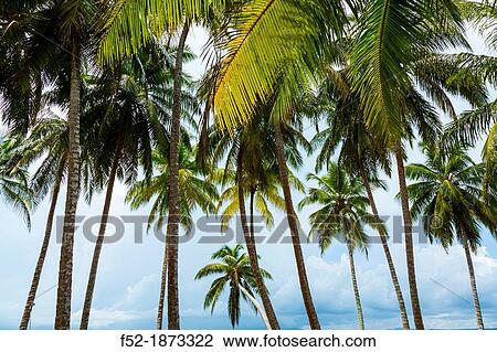Stock Image - Aguja Island, San Blas Archipelago, Kuna Yala Region, Panama, Central America, America. Fotosearch