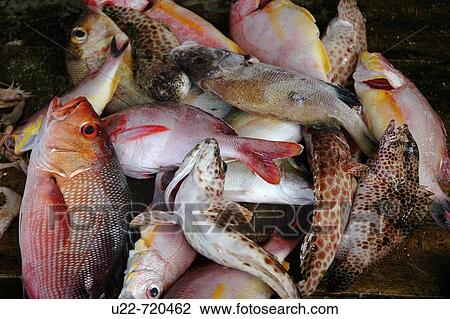 Ahangama Sri Lanka: fesh fish sold on a street stall View Large Photo Image Stock Image - Ahangama Sri Lanka: fesh fish sold on a street stall. Fotosearch