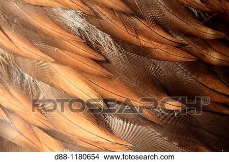 aigle royal Detail plumage Golden Eagle Aquila chrysaetos Order: falconiformes family: accipitrides. View Large Photo Image Picture - aigle royal Detail plumage Golden Eagle Aquila chrysaetos Order: falconiformes family: accipitrides.. Fotosearch