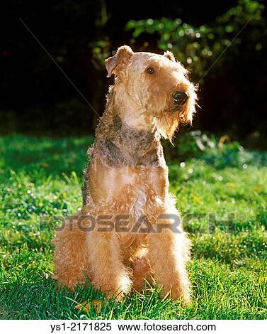Stock Photography - Airedale Terrier Dog sitting on Grass.. Fotosearch