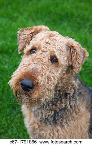 Airedale Terrier portrait View Large Photo Image Stock Photograph - Airedale Terrier portrait. Fotosearch