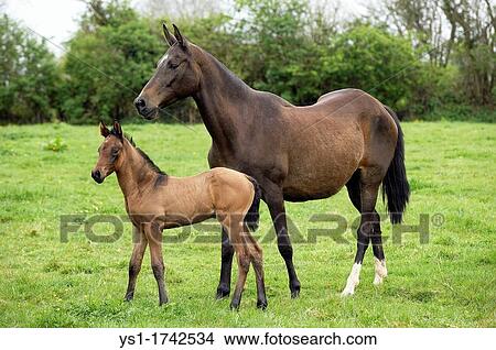 Picture - Akhal Teke, Horse Breed from Turkmenistan, Mare with Foal. Fotosearch