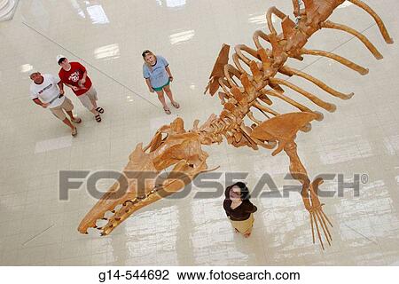 Stock Image - Alabama, Tuscaloosa, University of Alabama, Museum of Natural History, whale fossil,. Fotosearch