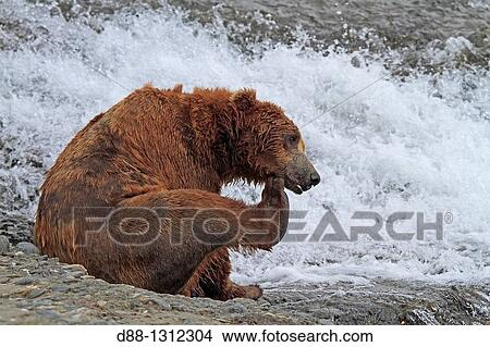 Alaska, Katmai National Park and Preserve, McNeil River Bear Viewing and Wildlife Sanctuary, falls of the Mc Neil river, Grizzly bear Ursus arctos horribilis, family: ursidae, order: carnivora. View Large Photo Image Picture - Alaska, Katmai National Park and Preserve, McNeil River Bear Viewing and Wildlife Sanctuary, falls of the Mc Neil river, Grizzly bear Ursus arctos horribilis, family: ursidae, order: carnivora.. Fotosearch