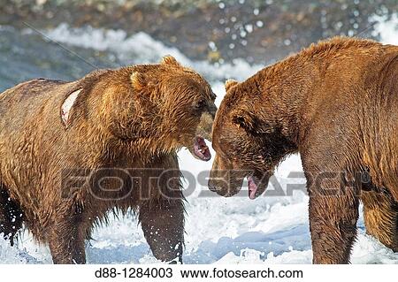 Alaska, Katmai National Park and Preserve, McNeil River Bear Viewing and Wildlife Sanctuary, falls of the Mc Neil river, Grizzly bear Ursus arctos horribilis, fight, family: ursidae, order: carnivora. View Large Photo Image Stock Image - Alaska, Katmai National Park and Preserve, McNeil River Bear Viewing and Wildlife Sanctuary, falls of the Mc Neil river, Grizzly bear Ursus arctos horribilis, fight, family: ursidae, order: carnivora.. Fotosearch