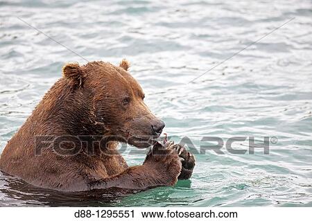 Alaska, Katmai National Park and Preserve, McNeil River Bear Viewing and Wildlife Sanctuary, falls of the Mc Neil river, Grizzly bear Ursus arctos horribilis, family: ursidae, order: carnivora. View Large Photo Image Stock Image - Alaska, Katmai National Park and Preserve, McNeil River Bear Viewing and Wildlife Sanctuary, falls of the Mc Neil river, Grizzly bear Ursus arctos horribilis, family: ursidae, order: carnivora.. Fotosearch