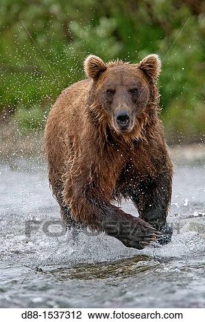 Stock Image - Alaska, Katmai National Park and Preserve, Grizzly bear Ursus arctos horribilis, order: carnivora, family: ursidae,. Fotosearch