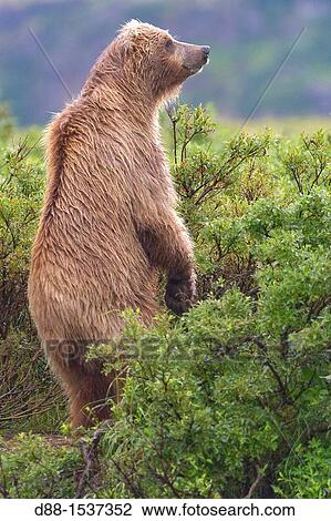 Stock Image - Alaska, Katmai National Park and Preserve, Grizzly bear Ursus arctos horribilis, order: carnivora, family: ursidae,. Fotosearch