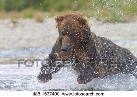 Alaska, Katmai National Park and Preserve, Grizzly bear Ursus arctos horribilis, order: carnivora, family: ursidae, View Large Photo Image Stock Image - Alaska, Katmai National Park and Preserve, Grizzly bear Ursus arctos horribilis, order: carnivora, family: ursidae,. Fotosearch