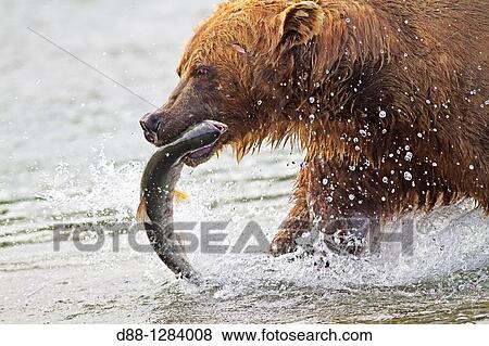 Alaska, Katmai National Park and Preserve, McNeil River Bear Viewing and Wildlife Sanctuary, falls of the Mc Neil river, Grizzly bear Ursus arctos horribilis, chum salmon Oncorhynchus keta, family: ursidae, order: carnivora. View Large Photo Image Stock Photo - Alaska, Katmai National Park and Preserve, McNeil River Bear Viewing and Wildlife Sanctuary, falls of the Mc Neil river, Grizzly bear Ursus arctos horribilis, chum salmon Oncorhynchus keta, family: ursidae, order: carnivora.. Fotosearch