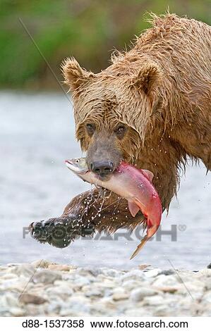 Stock Photo - Alaska, Katmai National Park and Preserve, Grizzly bear Ursus arctos horribilis, order: carnivora, family: ursidae,. Fotosearch