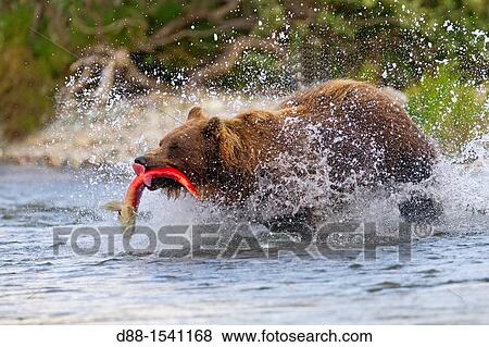 Alaska, Katmai National Park and Preserve, Grizzly bear Ursus arctos horribilis, order: carnivora, family: ursidae, View Large Photo Image Stock Photo - Alaska, Katmai National Park and Preserve, Grizzly bear Ursus arctos horribilis, order: carnivora, family: ursidae,. Fotosearch