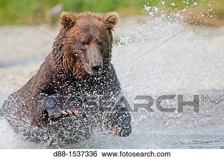 Alaska, Katmai National Park and Preserve, Grizzly bear Ursus arctos horribilis, order: carnivora, family: ursidae, View Large Photo Image Stock Photograph - Alaska, Katmai National Park and Preserve, Grizzly bear Ursus arctos horribilis, order: carnivora, family: ursidae,. Fotosearch