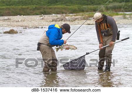 Alaska, Katmai National Park and Preserve, Fly fishing, rainbow trout, catch and release View Large Photo Image Stock Photograph - Alaska, Katmai National Park and Preserve, Fly fishing, rainbow trout, catch and release. Fotosearch