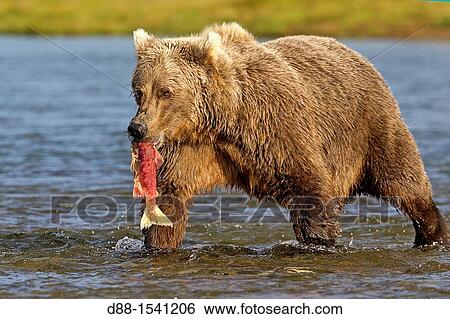 Alaska, Katmai National Park and Preserve, Grizzly bear Ursus arctos horribilis, order: carnivora, family: ursidae, View Large Photo Image Stock Photograph - Alaska, Katmai National Park and Preserve, Grizzly bear Ursus arctos horribilis, order: carnivora, family: ursidae,. Fotosearch