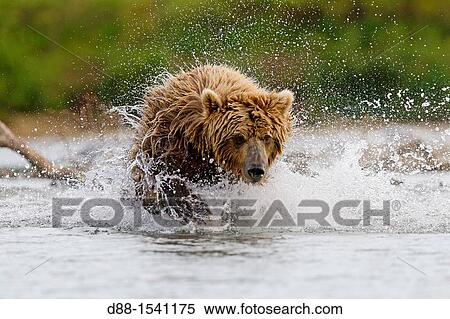 Alaska, Katmai National Park and Preserve, Grizzly bear Ursus arctos horribilis, order: carnivora, family: ursidae, View Large Photo Image Stock Photography - Alaska, Katmai National Park and Preserve, Grizzly bear Ursus arctos horribilis, order: carnivora, family: ursidae,. Fotosearch