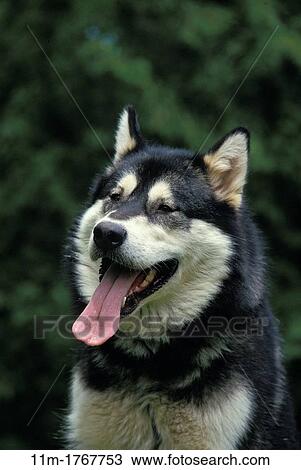 Alaskan Malamute Dog, Portrait of Adult with Tongue out View Large Photo Image Stock Image - Alaskan Malamute Dog, Portrait of Adult with Tongue out. Fotosearch
