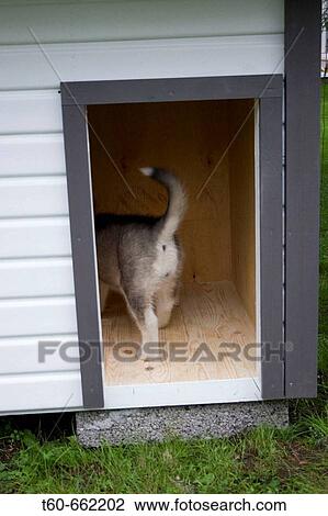 Alaskan Malamute puppy in kennel View Large Photo Image Stock Image - Alaskan Malamute puppy in kennel. Fotosearch