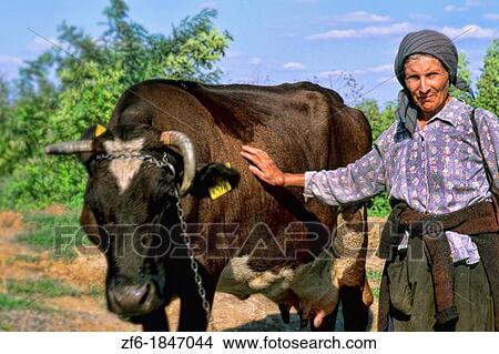 Albania close up of woman with cattle outside Tirana Albania View Large Photo Image Picture - Albania close up of woman with cattle outside Tirana Albania. Fotosearch