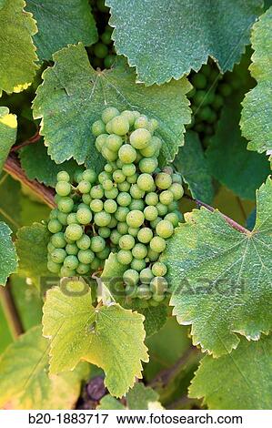 Stock Photo - Albario vineyards, O Rosal, Pontevedra, Galicia, Spain.. Fotosearch