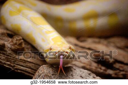 Stock Photo - Albino Burmese Python (Python bivittatus), SE Asia, photographed at Honolulu zoo, Hawai'i.. Fotosearch