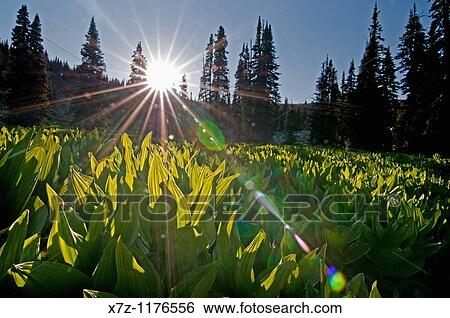 Albion Mountains, Corn Lilies at sunset high on Mount Harrison in the Albion Mountains of southern Idaho View Large Photo Image Stock Photograph - Albion Mountains, Corn Lilies at sunset high on Mount Harrison in the Albion Mountains of southern Idaho. Fotosearch