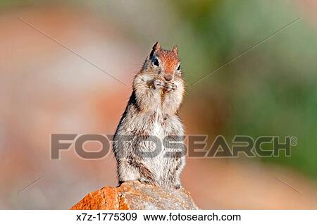 Albion Mountains, Golden Mantled Ground Squirrel on Mount Harrison in the Albion Mountains above the city of Albion in southern Idaho View Large Photo Image Stock Photo - Albion Mountains, Golden Mantled Ground Squirrel on Mount Harrison in the Albion Mountains above the city of Albion in southern Idaho. Fotosearch