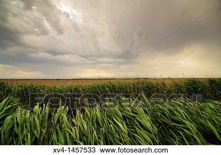 Albufera de Valencia Nature Park, Valencia, Spain View Large Photo Image Stock Image - Albufera de Valencia Nature Park, Valencia, Spain. Fotosearch
