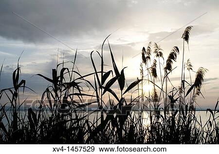 Albufera de Valencia Nature Park, Valencia, Spain View Large Photo Image Stock Photo - Albufera de Valencia Nature Park, Valencia, Spain. Fotosearch