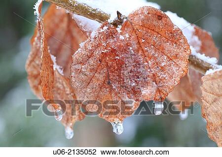 Alder leaves on a branch encrusted with snow and ice in the winter View Large Photo Image Stock Image - Alder leaves on a branch encrusted with snow and ice in the winter. Fotosearch