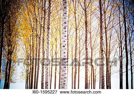 Alders, Arag? n province, Spain View Large Photo Image Stock Photo - Alders, Arag? n province, Spain. Fotosearch