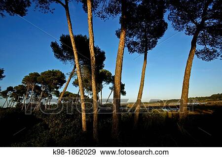 Aleppo Pines Salinas de Levante Mallorca Balearic Islands Spain Migjorn View Large Photo Image Stock Photo - Aleppo Pines Salinas de Levante Mallorca Balearic Islands Spain Migjorn. Fotosearch