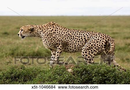 Alert Cheetah, the Ngorongoro Conservation Area or NCA is a conservation area situated 180 km west of Arusha in the Crater Highlands area of Tanzania View Large Photo Image Picture - Alert Cheetah, the Ngorongoro Conservation Area or NCA is a conservation area situated 180 km west of Arusha in the Crater Highlands area of Tanzania. Fotosearch