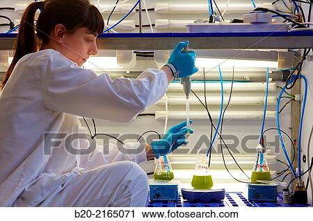 Stock Image - Algae culture. Algae biofuel research. Biotechnology Laboratory. Energy and Environment Division. Tecnalia Research and Innovation. Miano. Alava. Basque Country. Spain.. Fotosearch