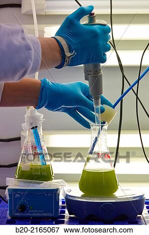 Algae culture. Algae biofuel research. Biotechnology Laboratory. Energy and Environment Division. Tecnalia Research and Innovation. Miano. Alava. Basque Country. Spain. View Large Photo Image Stock Photo - Algae culture. Algae biofuel research. Biotechnology Laboratory. Energy and Environment Division. Tecnalia Research and Innovation. Miano. Alava. Basque Country. Spain.. Fotosearch