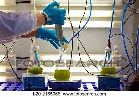 Stock Photograph - Algae culture. Algae biofuel research. Biotechnology Laboratory. Energy and Environment Division. Tecnalia Research and Innovation. Miano. Alava. Basque Country. Spain.. Fotosearch