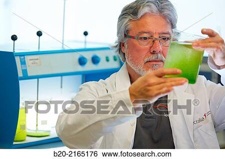 Algae culture. Algae biofuel research. Organic Laboratory. Energy and Environment Division. Tecnalia Research and Innovation. Donostia. San Sebastian. Gipuzkoa. Basque Country. Spain. View Large Photo Image Stock Photograph - Algae culture. Algae biofuel research. Organic Laboratory. Energy and Environment Division. Tecnalia Research and Innovation. Donostia. San Sebastian. Gipuzkoa. Basque Country. Spain.. Fotosearch