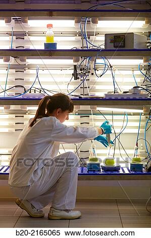 Stock Photography - Algae culture. Algae biofuel research. Biotechnology Laboratory. Energy and Environment Division. Tecnalia Research and Innovation. Miano. Alava. Basque Country. Spain.. Fotosearch