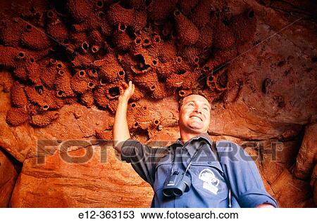 Alice Springs Ranger with tourists showing swallow nests. Northern Territory. Australia View Large Photo Image Stock Image - Alice Springs Ranger with tourists showing swallow nests. Northern Territory. Australia. Fotosearch