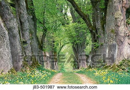 Alley, lime trees. Bavaria, Germany View Large Photo Image Stock Photo - Alley, lime trees. Bavaria, Germany. Fotosearch