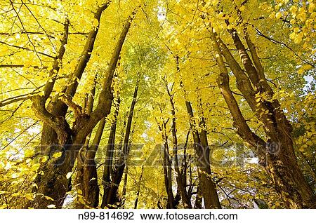 Alley of limetrees bordering a hollow-way, National Park Sumava, colours of autumn, Czech Republic View Large Photo Image Stock Image - Alley of limetrees bordering a hollow-way, National Park Sumava, colours of autumn, Czech Republic. Fotosearch