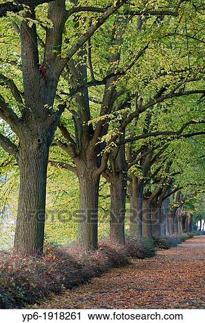 Stock Image - alley with trees in autumn, Trier, Rhineland-Palatinate, Germany. Fotosearch