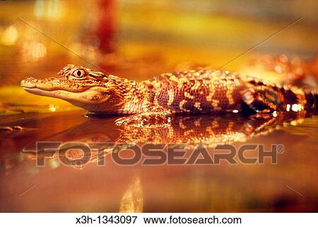alligator, bayou, Louisiana, United States of America, Americas View Large Photo Image Stock Photo - alligator, bayou, Louisiana, United States of America, Americas. Fotosearch