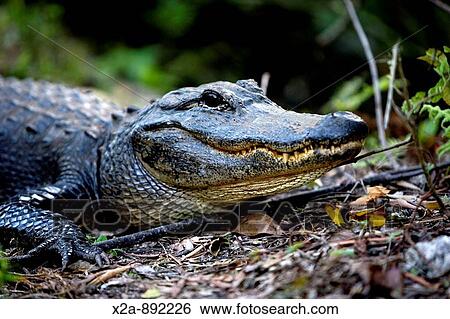 Stock Photograph - ALLIGATOR EVERGLADES FLORIDA. Fotosearch