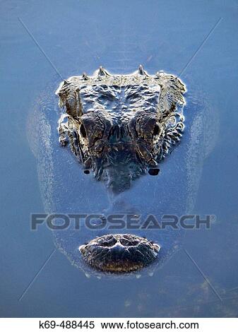 Alligator head (Alligator mississippiensis). Florida, USA View Large Photo Image Stock Photography - Alligator head (Alligator mississippiensis). Florida, USA. Fotosearch