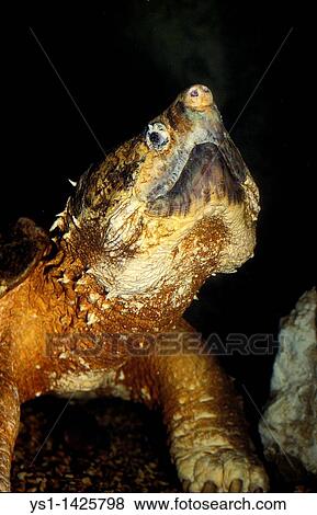 ALLIGATOR SNAPPING TURTLE macroclemys temminckii, PORTRAIT OF ADULT View Large Photo Image Stock Photo - ALLIGATOR SNAPPING TURTLE macroclemys temminckii, PORTRAIT OF ADULT. Fotosearch